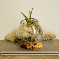 Molten Glass on Wood - Small Bowl