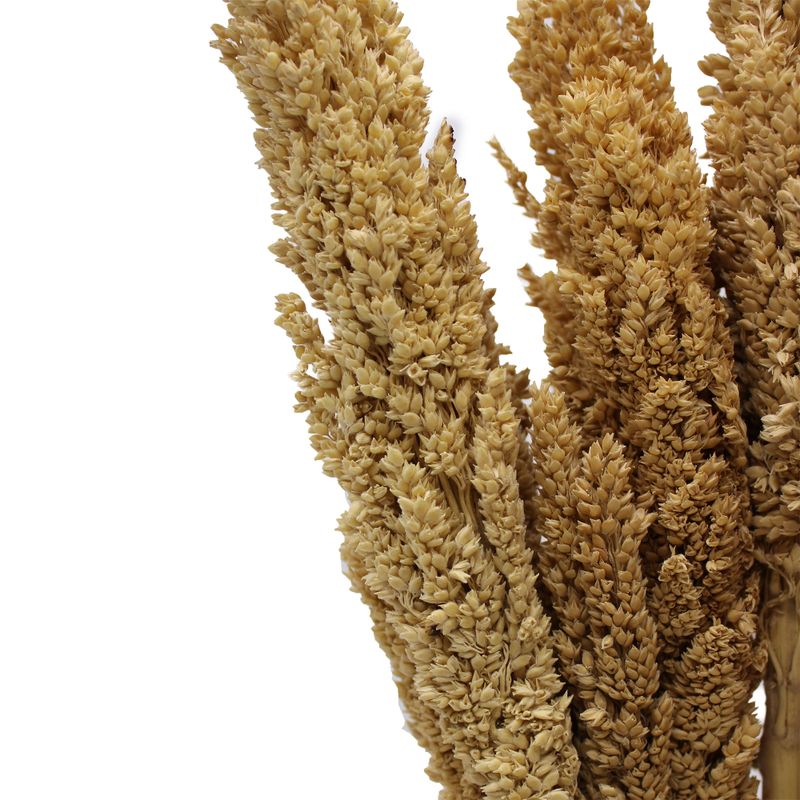Cantal Grass Bunch - Natural