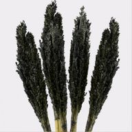 Cantal Grass Bunch - Black