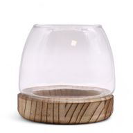 Small Terrarium on Natural Tung Wood