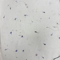 Lokta Craft & Wrapping Paper 51x76cm – Cornflower Petal