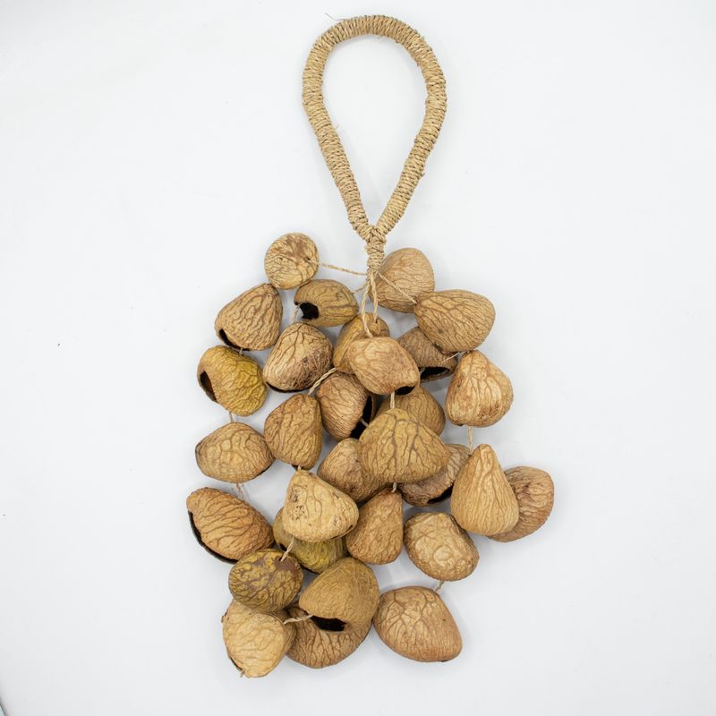 Medium Pangi Seed Shell - Natural Nut Shaker (30 Shells)