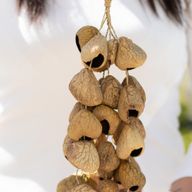 Medium Pangi Seed Shell - Natural Nut Shaker (30 Shells)