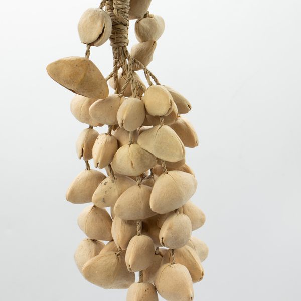 Kenari Shell Long Rattle (50 Shells)