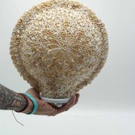 Boho Sea Shell Lamp - Cut Art Shell Large Round - 30cm