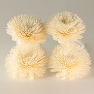 Natural Diffuser Flowers – Large Carnation on String